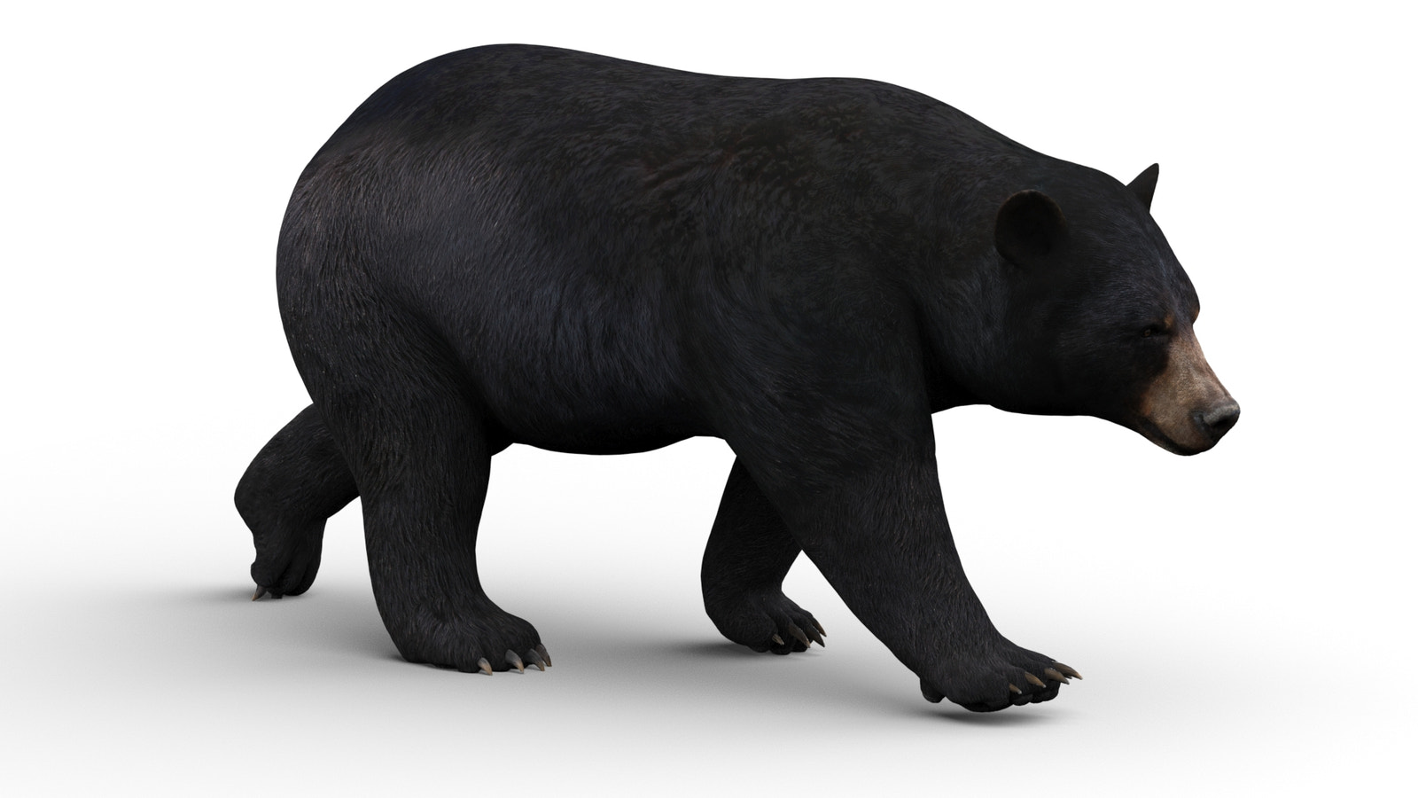 Animated Black Bear 3D Model for Download