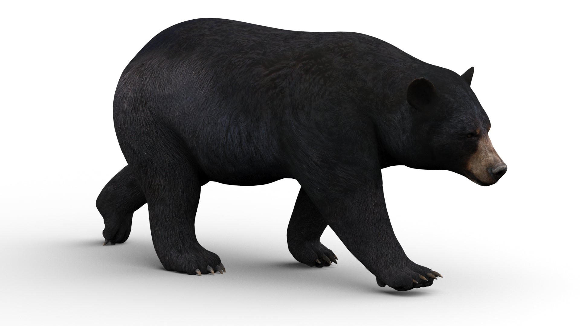 Animated Black Bear 3D Model