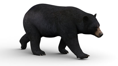Animated Black Bear 3D Model