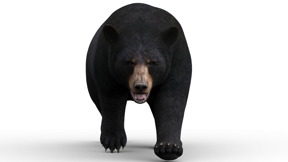 Animated Black Bear 3D Model for Download