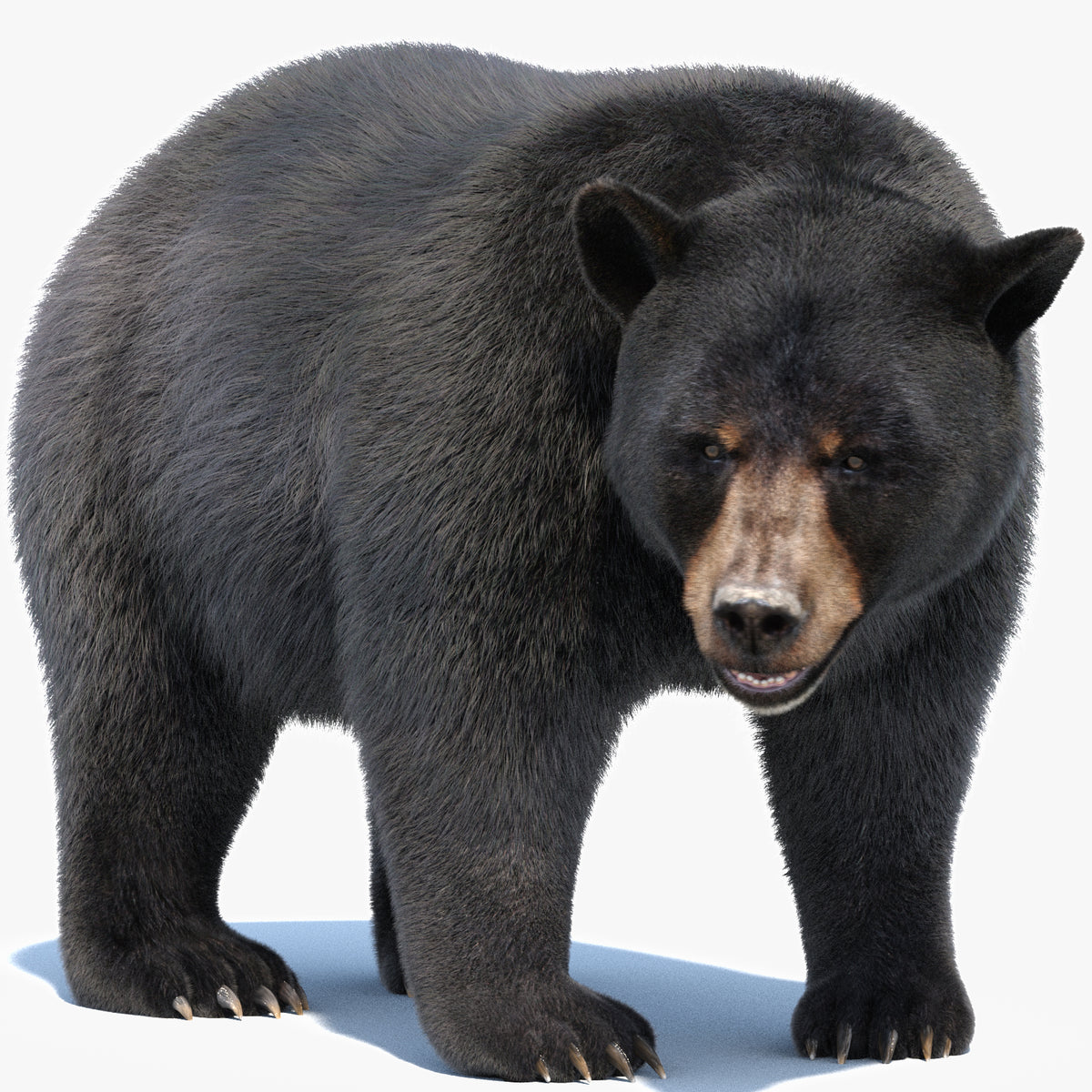 Animated black bear 3D model with realistic groomed fur
