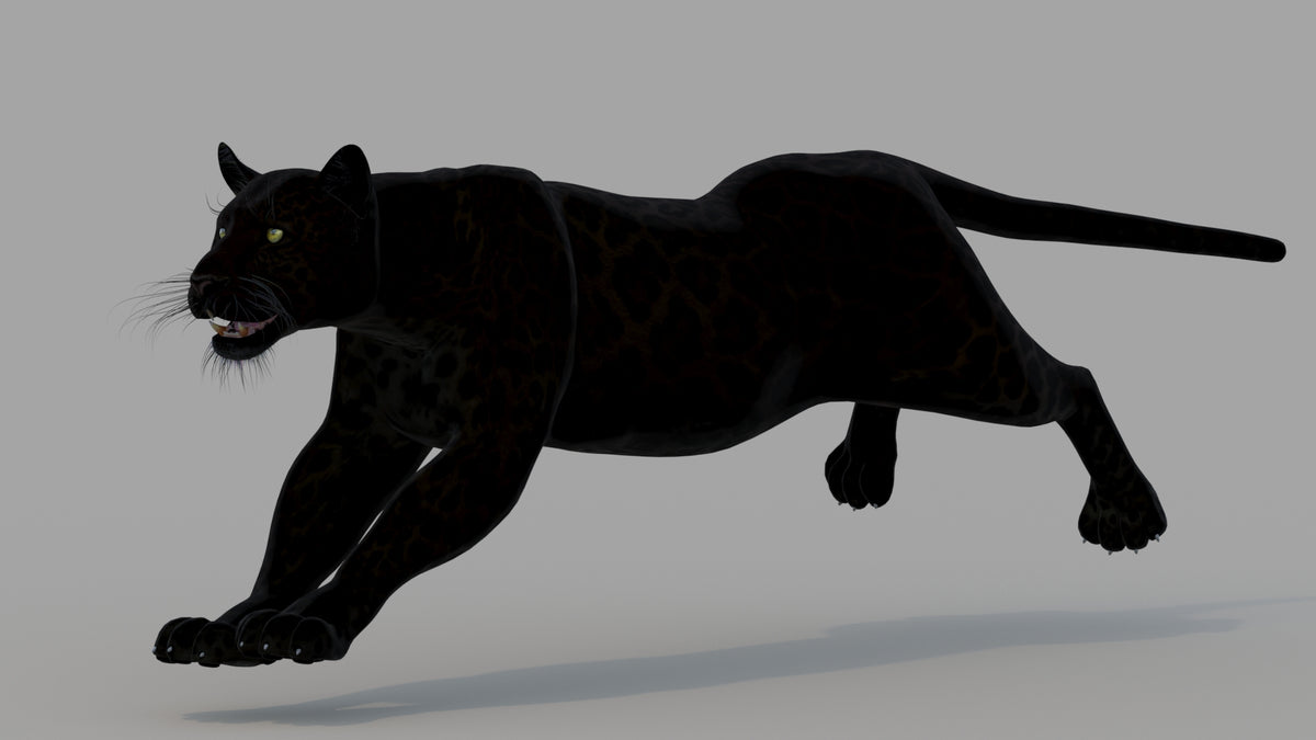 Animated Black Panther Animal 3D Model - 360 Degree View