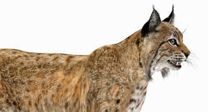 Bobcat 3D Model Head Close Up Thumbnail