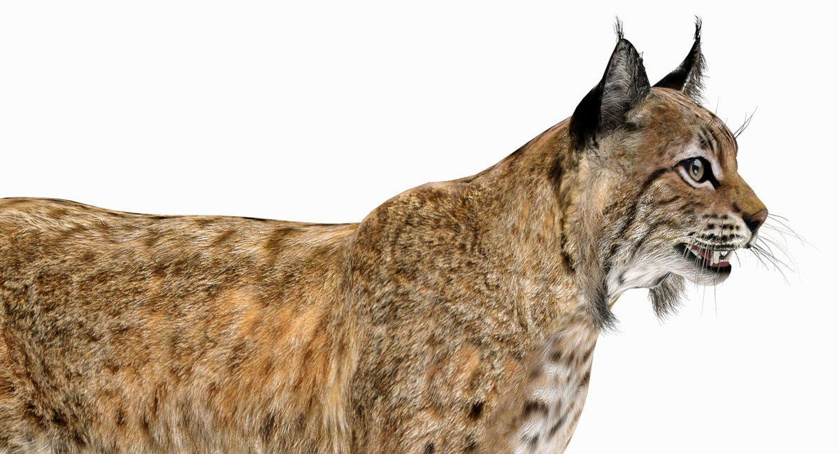 Bobcat 3D Model Head Close Up