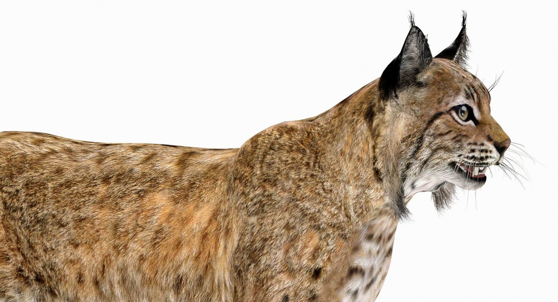 Bobcat 3D Model Head Close Up