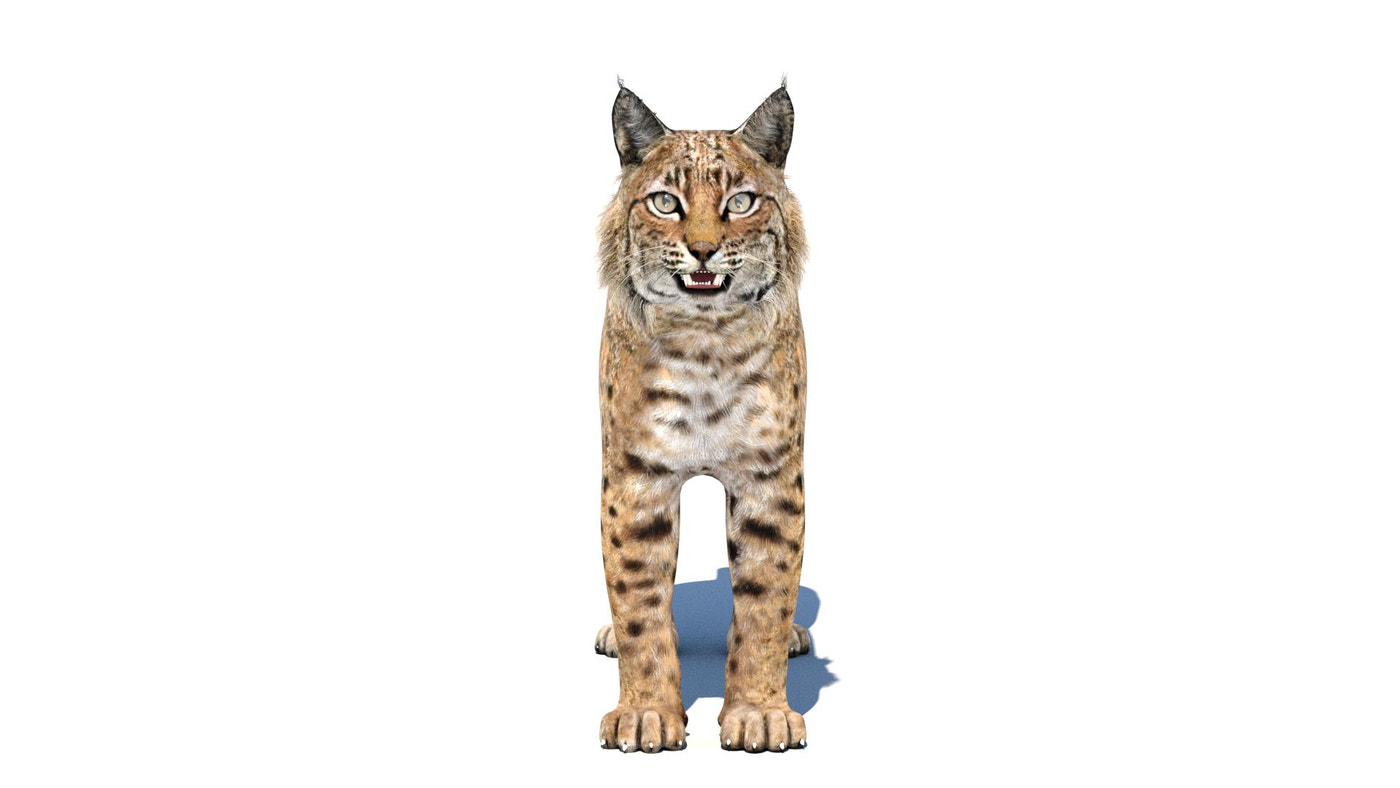 Bobcat Animated 3D Model - 360 Degree View