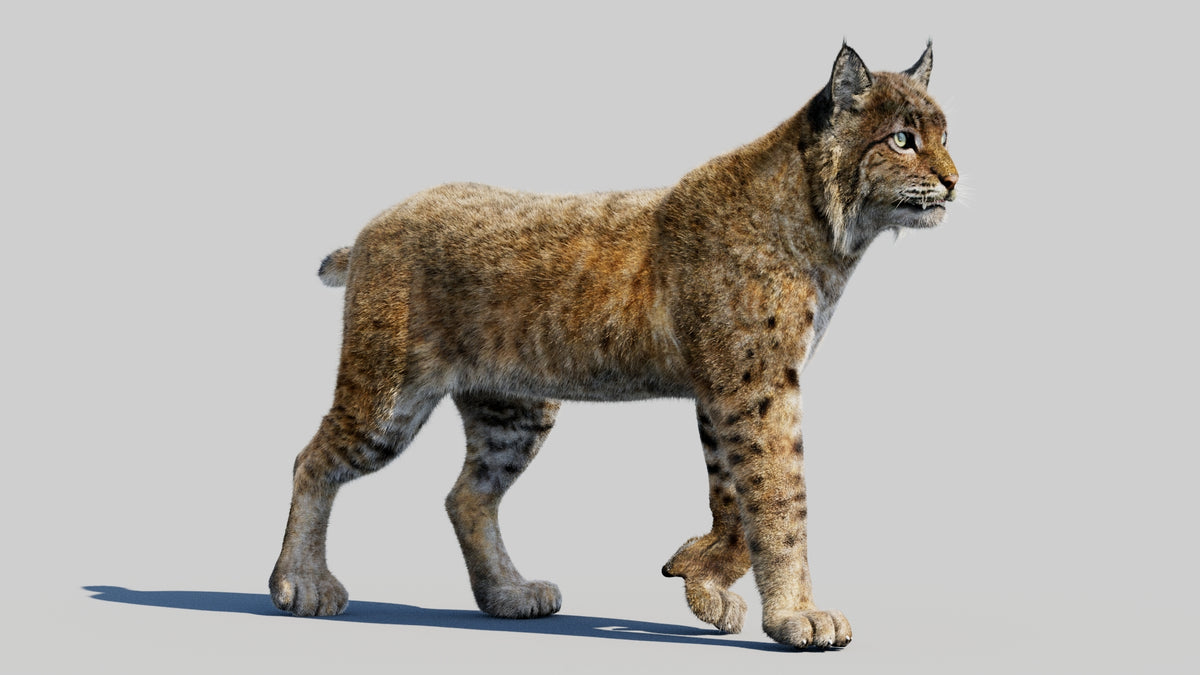 Animated Bobcat 3D Model Lynx Rufus - Hair and Fur - 360 Degree View
