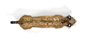Bobcat 3D Model for Download Top View Thumbnail