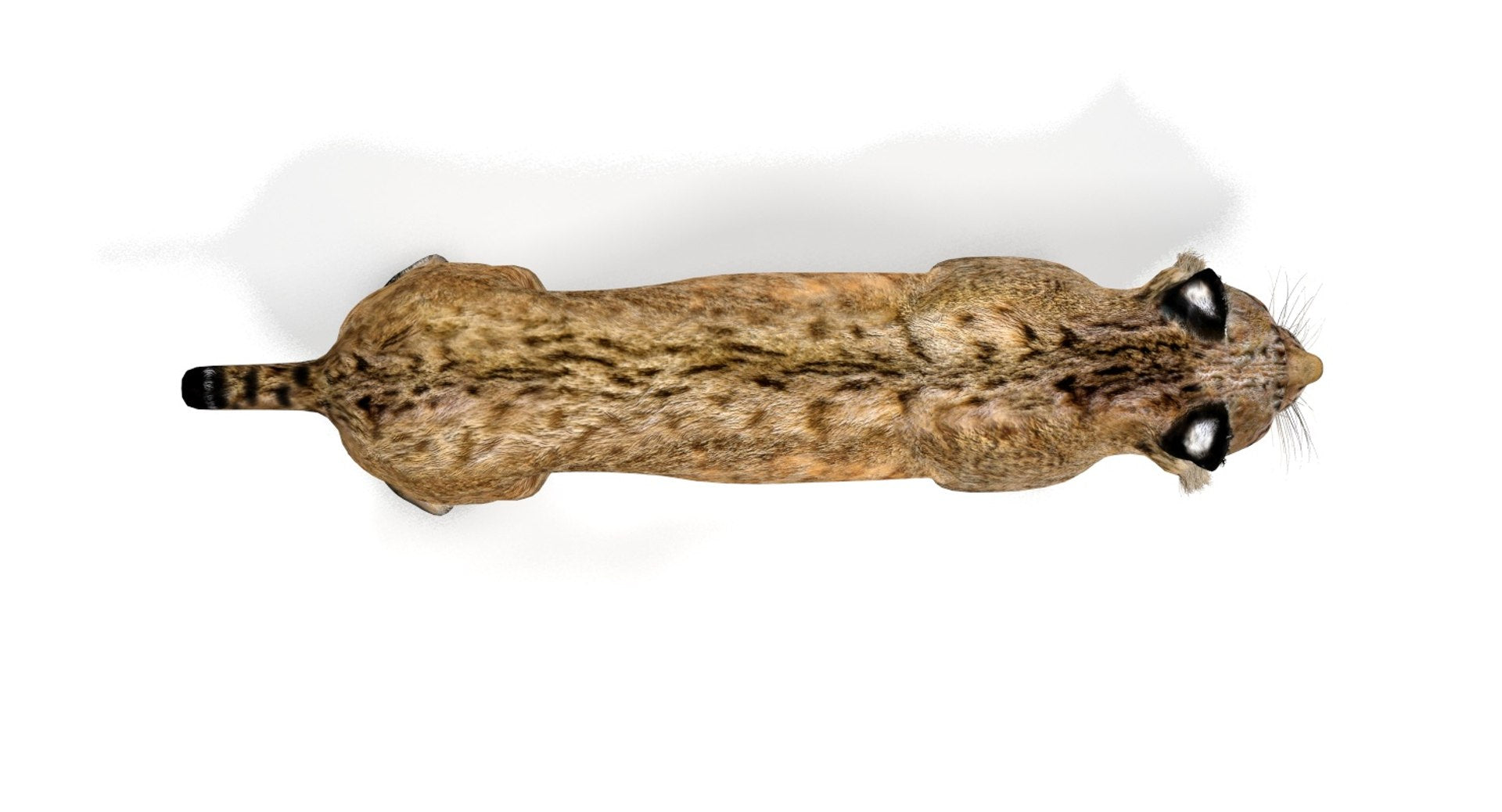 Bobcat 3D Model for Download Top View