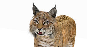 Bobcat 3D Model Head Close Up View Thumbnail