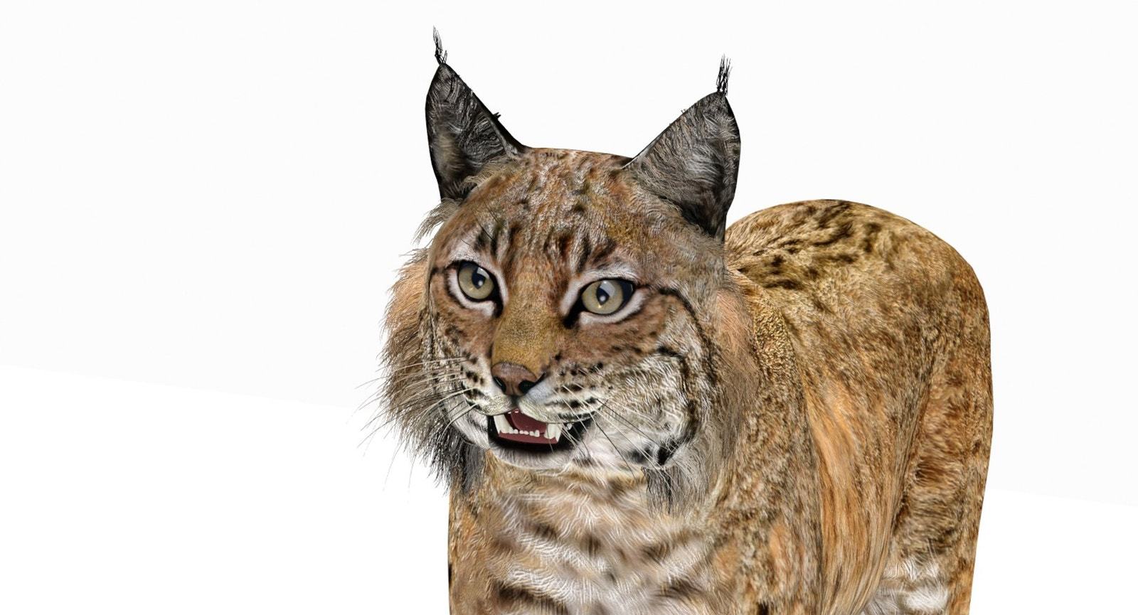 Bobcat 3D Model Head Close Up View