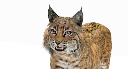 Bobcat 3D Model Head Close Up View