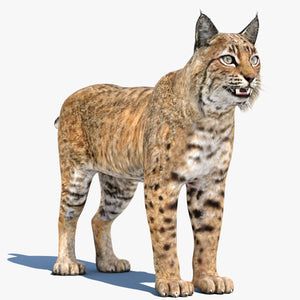 Bobcat 3D Model: Lynx Rufus for download Thumbnail