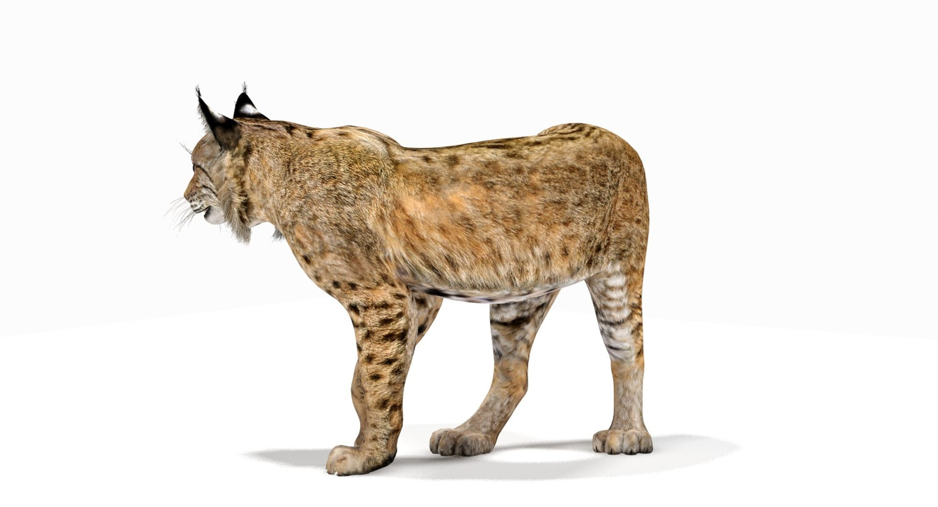 Bobcat 3D Model with CAT Rigging for Download