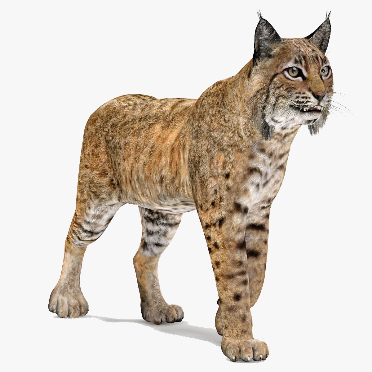 Animated Bobcat 3D Model