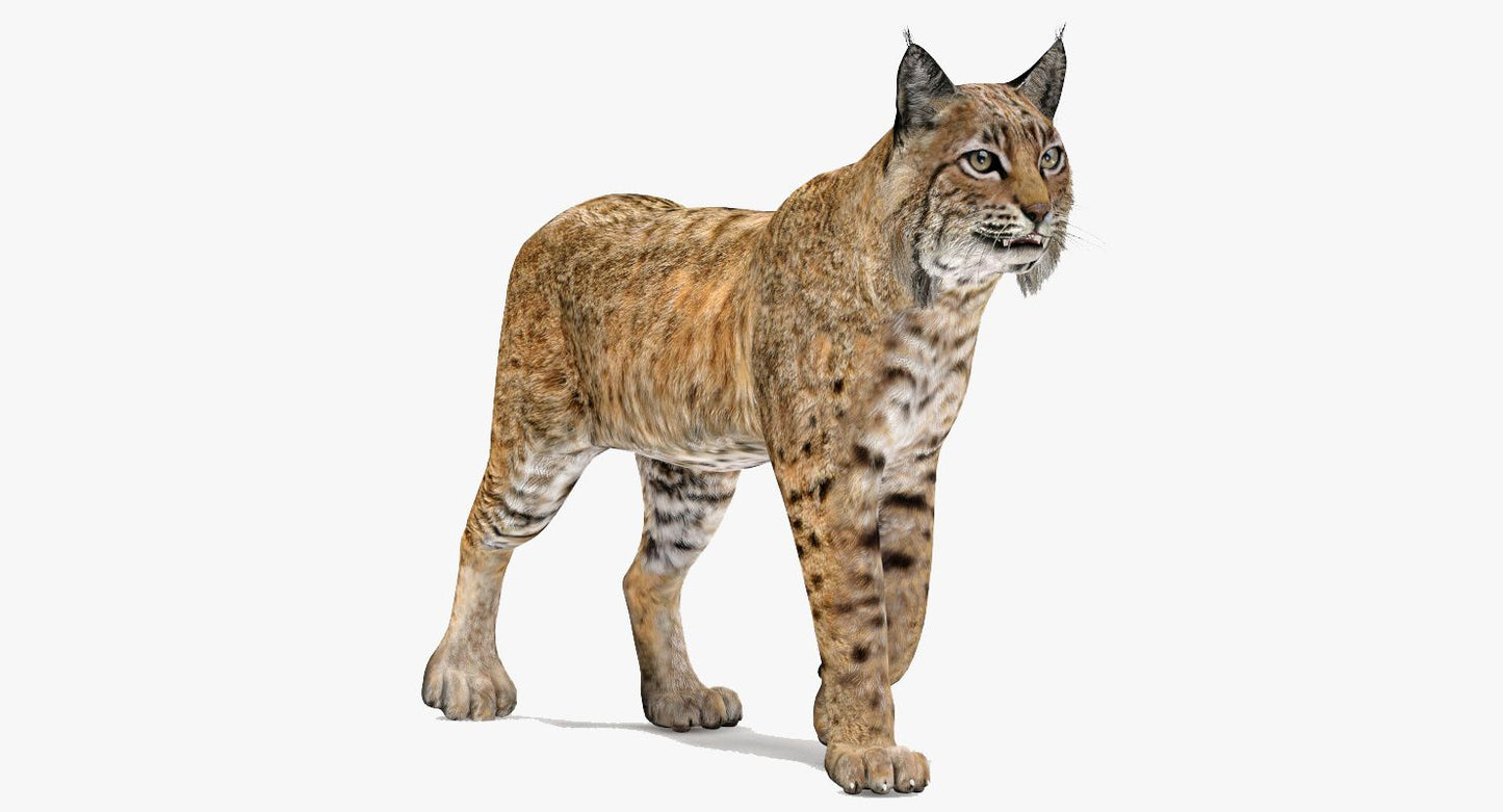 Animated Bobcat 3D Model