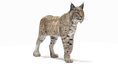 Animated Bobcat 3D Model