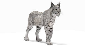 Bobcat Animated 3D Model for Download Thumbnail