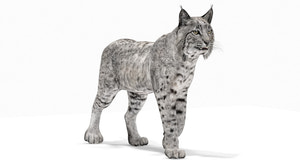 Bobcat Animated 3D Model for Download Thumbnail