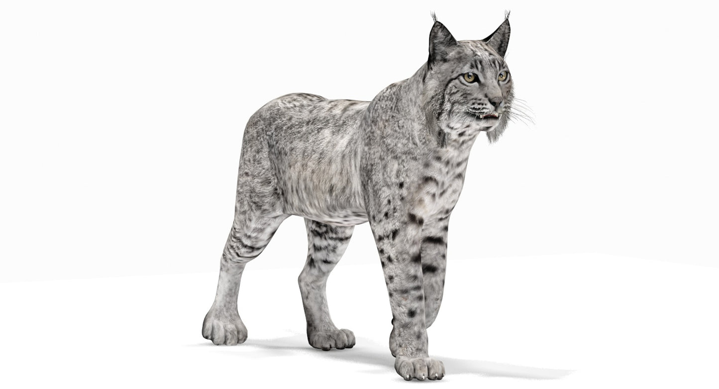 Animated Bobcat 3D Model