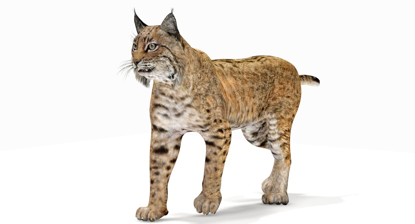 Animated Bobcat 3D Model