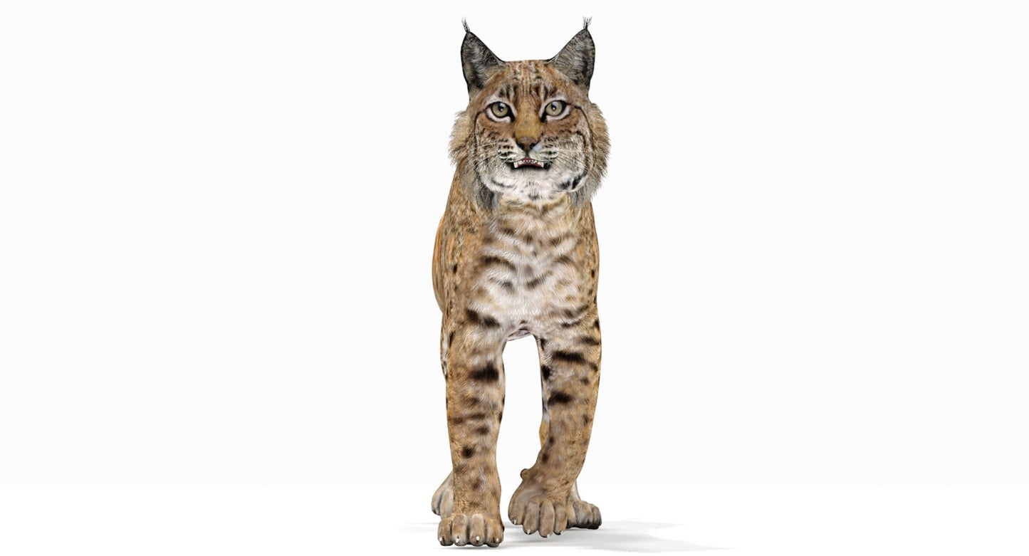 Bobcat Animated 3D Model