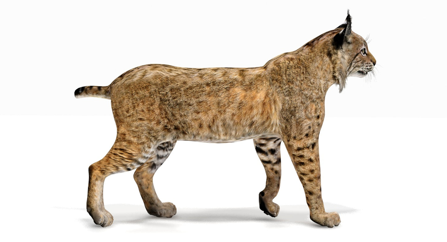 Bobcat Animated 3D Model