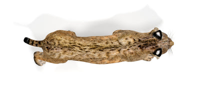 Animated Bobcat 3D Model: Top View