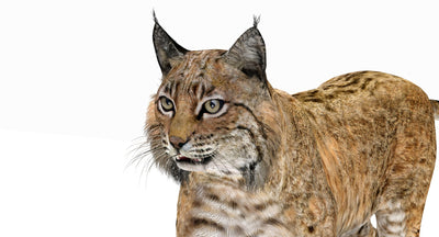 Animated Bobcat 3D Model Close Up View