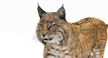 Bobcat Animated 3D Model