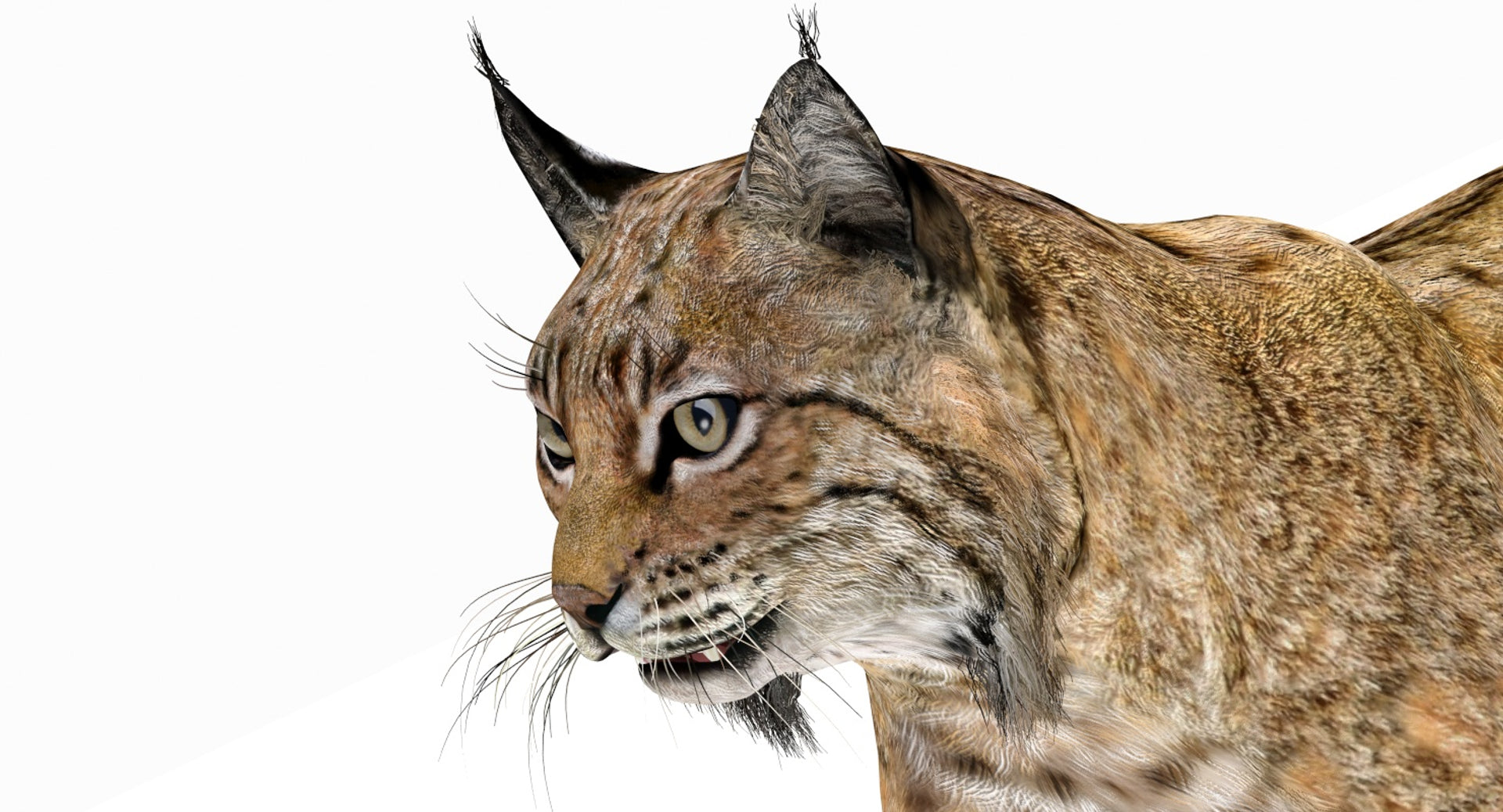 Animated Bobcat 3D Model Close Up View
