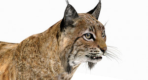 Animated Bobcat 3D Model Close Up View Thumbnail