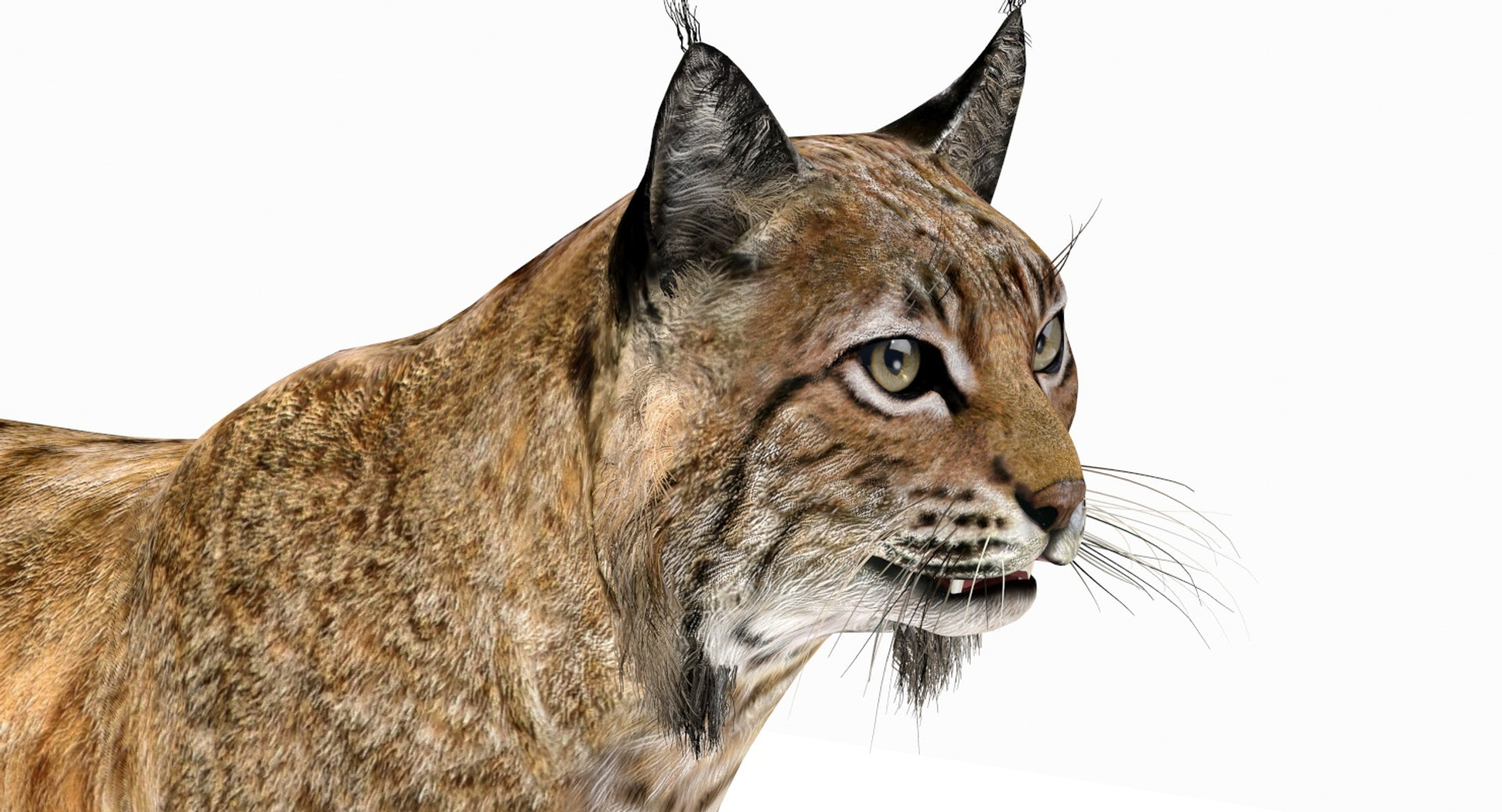 Animated Bobcat 3D Model Close Up View
