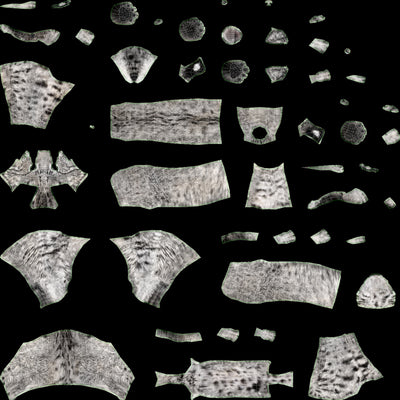 Bobcat 3D Model Body UVs grey