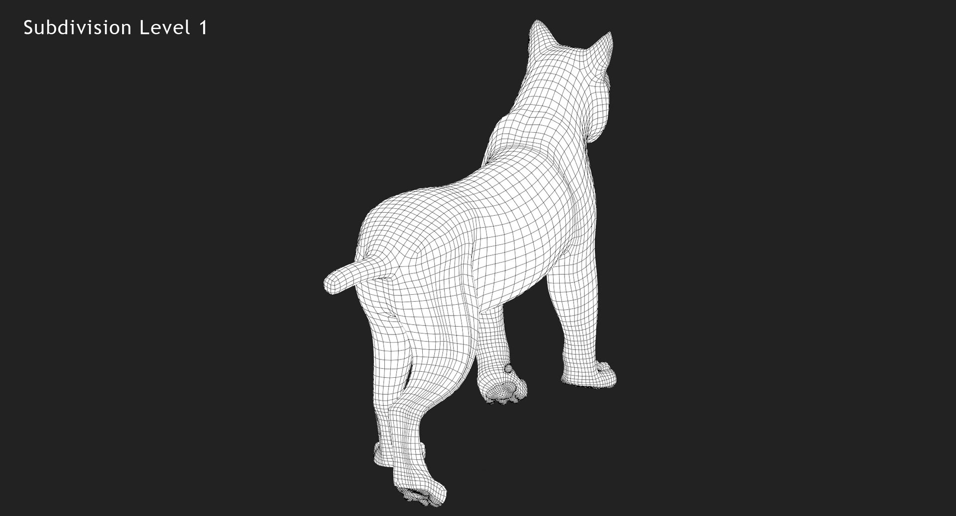 Animated Bobcat 3D Model Close Up View Wireframe 1