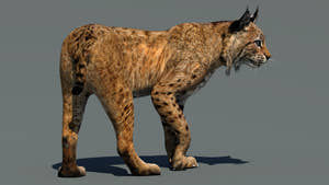 Rigged Bobcat 3D Model for Download Thumbnail