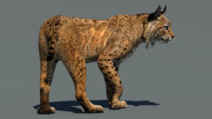 Rigged Bobcat 3D Model for Download Thumbnail