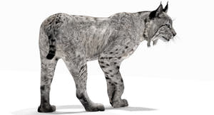 3D Model of a Lynx for AR and Game Projects Thumbnail