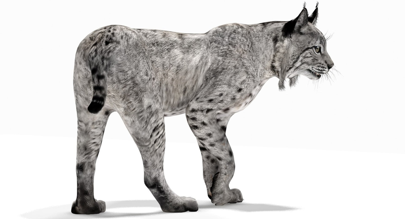 3D Model of a Lynx for AR and Game Projects