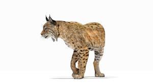3D Model of Lynx Standing on a white background - Rigged with 3ds Max CAT Motion Thumbnail
