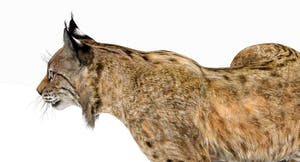 Bobcat 3D Model Rigged: Close Up View Thumbnail