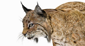 Bobcat 3D Model Rigged: Close Up View Thumbnail