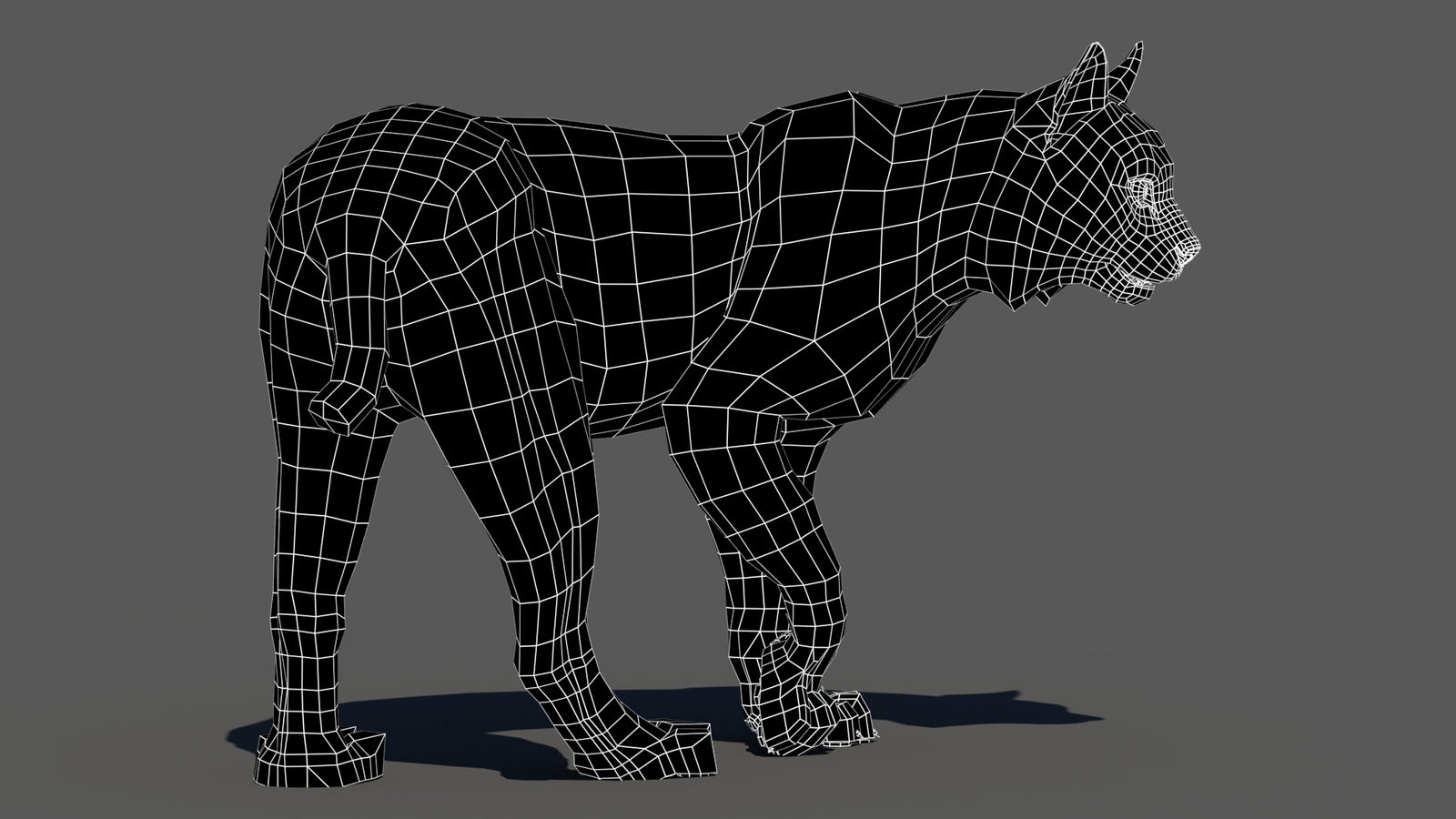 Rigged bobcat 3D model wireframe, subdivision level 0