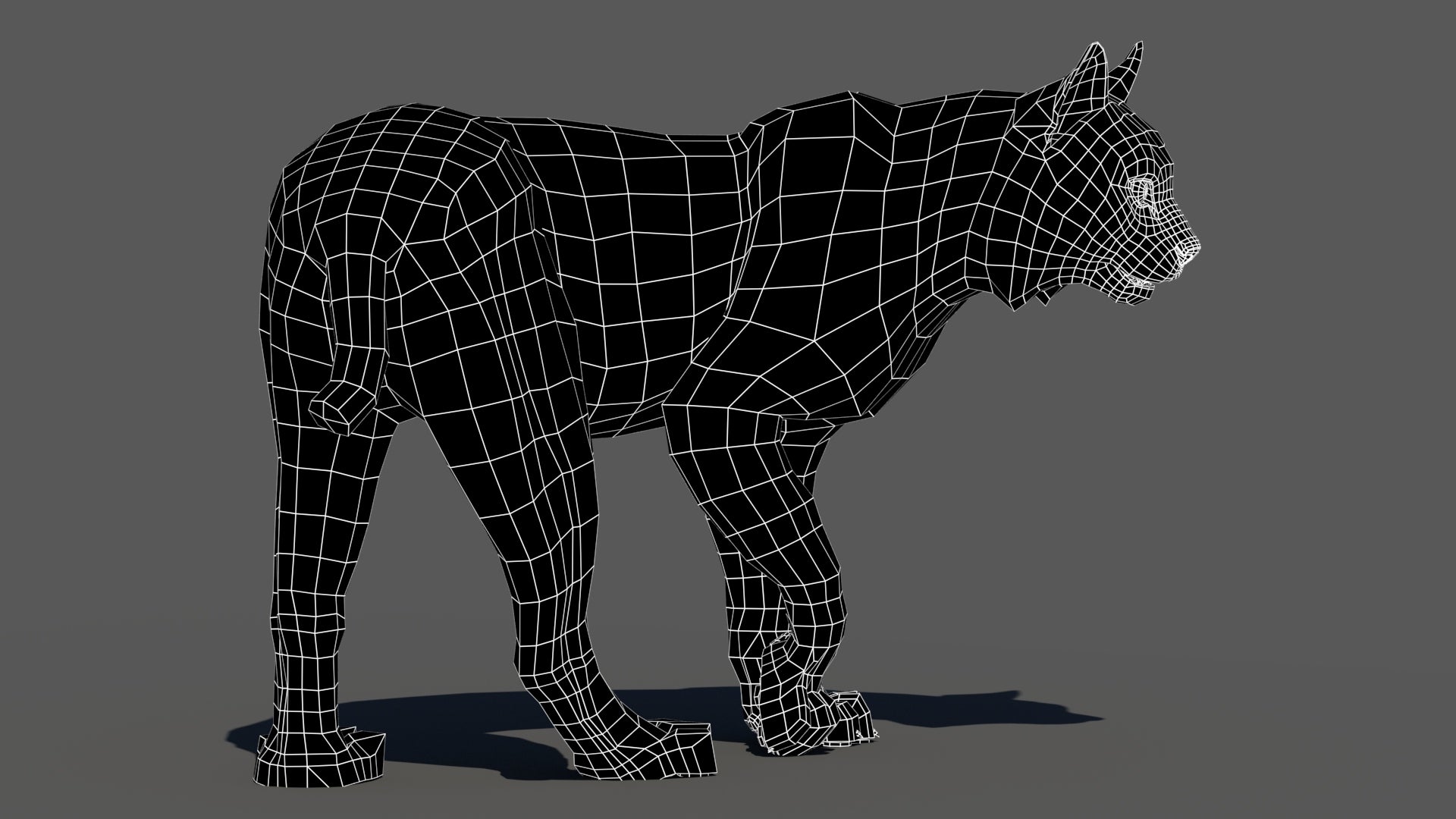 Rigged bobcat 3D model wireframe, subdivision level 0