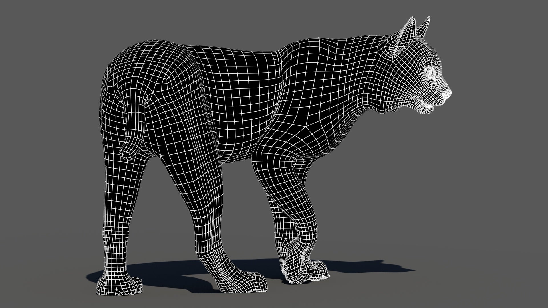 Rigged bobcat 3D model wireframe, subdivision level 1
