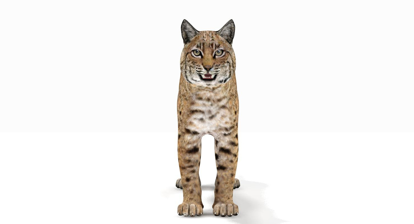 Bobcat Animated 3D Model - 360 Degree View