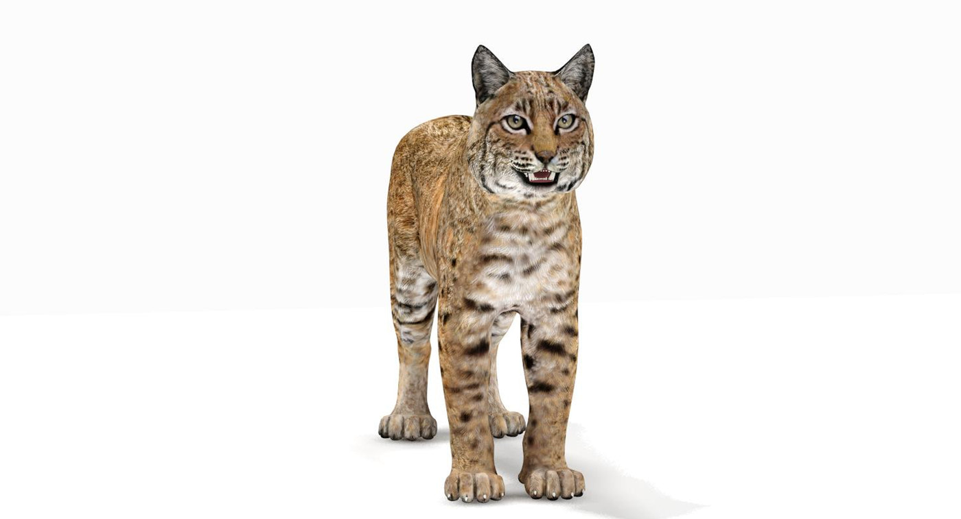Bobcat Animated 3D Model - 360 Degree View