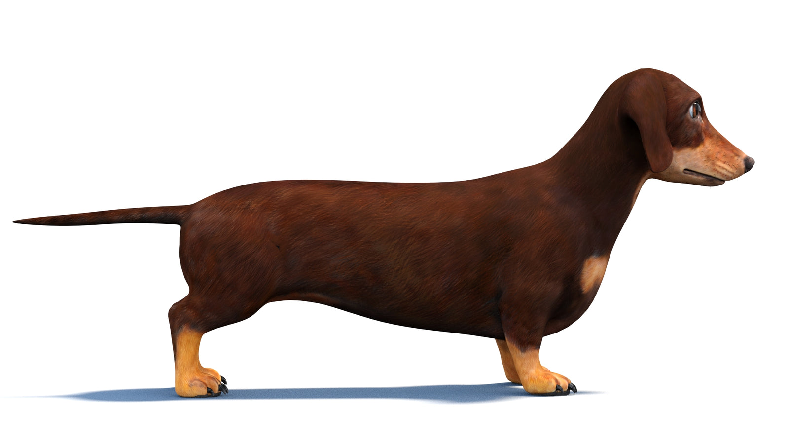 Animated Dachshund Dog 3D Model 360° view 1 frame 7