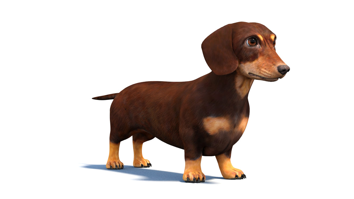 Rigged Dachshund Dog 3D Model - Game-Ready - 360 Degree View