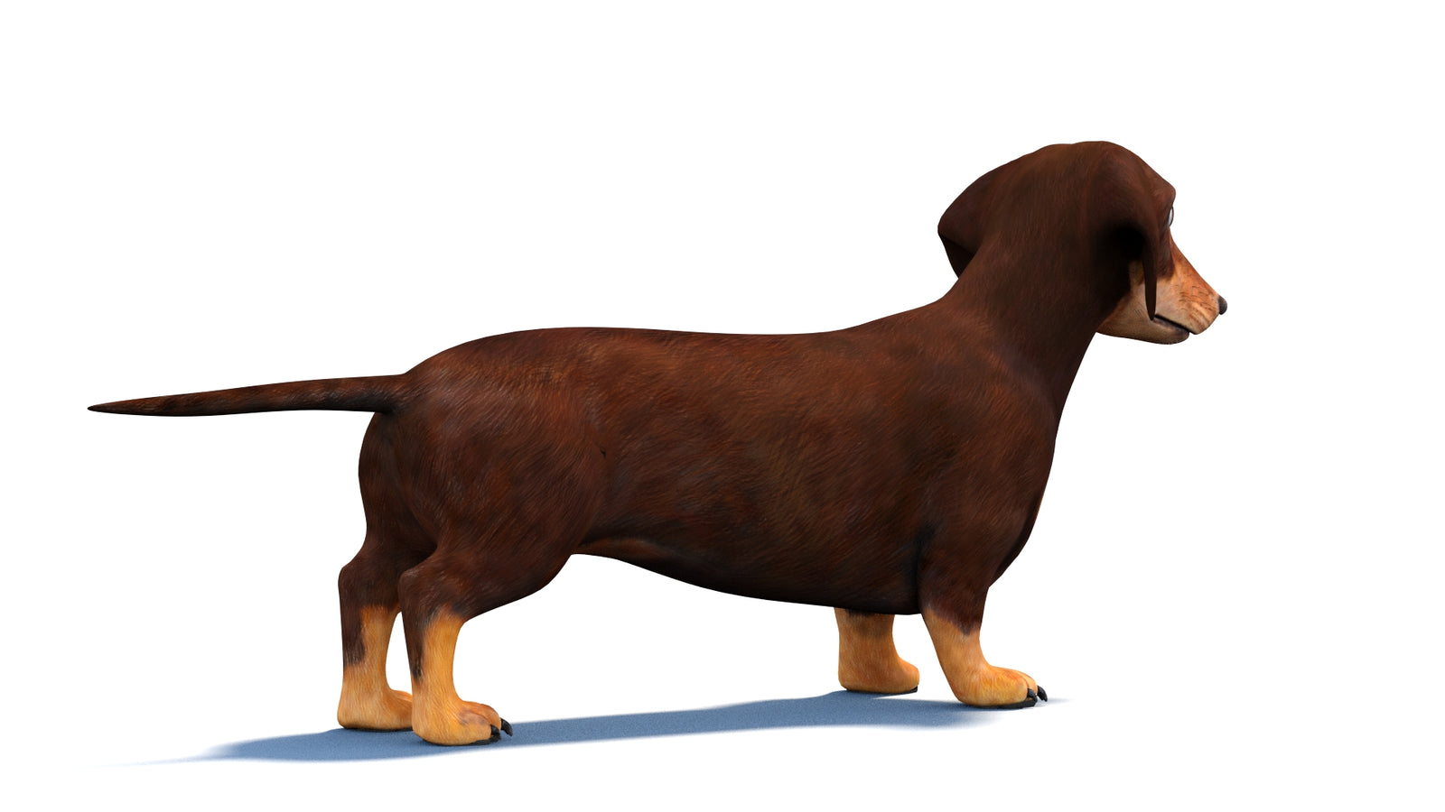 Animated Dachshund Dog 3D Model 360° view 1 frame 10